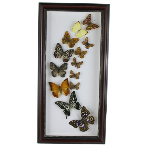 Tablou cu fluturi naturali 23x47 CM, modele variate