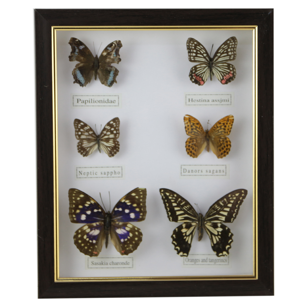 Tablou cu 6 fluturi 23x28 CM