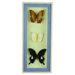 Alternative view of Tablou cu 3 fluturi naturali 16x38 CM, modele variate