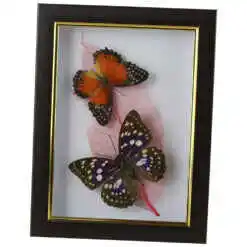 Tablou cu 2 fluturi naturali cu frunza colorata 16x21 CM, modele variate