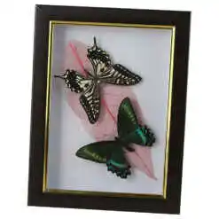Alternative view of Tablou cu 2 fluturi naturali cu frunza colorata 16x21 CM, modele variate