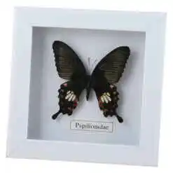 Alternative view of Tablou cu fluture natural 16x16 CM, modele variate