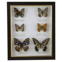 Tablou cu 6 fluturi 23x28 CM