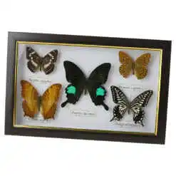 Tablou cu 5 fluturi naturali 28x18 CM, modele variate