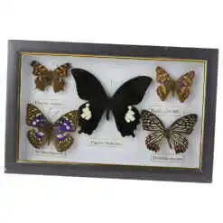 Alternative view of Tablou cu 5 fluturi naturali 28x18 CM, modele variate