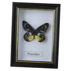 Tablou cu fluture natural 11.5x15.5 CM, modele variate