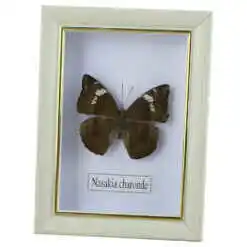 Alternative view of Tablou cu fluture natural 11.5x15.5 CM, modele variate