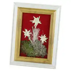 Tablou decorativ Floare de colt 12x18 CM