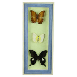 Alternative view of Tablou cu 3 fluturi naturali 16x38 CM, modele variate