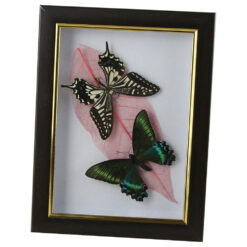 Alternative view of Tablou cu 2 fluturi naturali cu frunza colorata 16x21 CM, modele variate