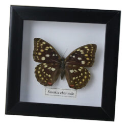 Tablou cu fluture natural 16x16 CM, modele variate