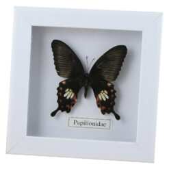 Alternative view of Tablou cu fluture natural 16x16 CM, modele variate