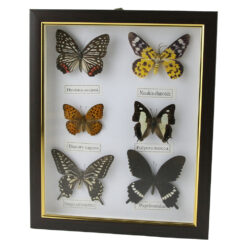 Tablou cu 6 fluturi naturali 23 x 28 cm, modele variate