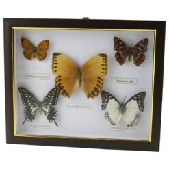 Alternative view of Tablou cu 5 fluturi naturali 28 x 23 cm, modele variate