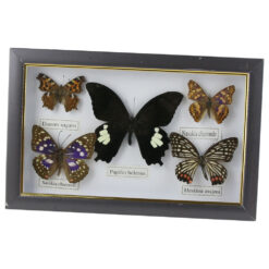 Alternative view of Tablou cu 5 fluturi naturali 28x18 CM, modele variate