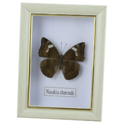 Alternative view of Tablou cu fluture natural 11.5x15.5 CM, modele variate