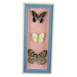 Tablou cu 3 fluturi naturali 16x38 CM, modele variate