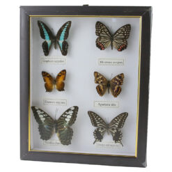 Alternative view of Tablou cu 6 fluturi naturali 23 x 28 cm, modele variate