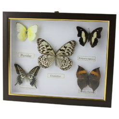 Tablou cu 5 fluturi naturali 28 x 23 cm, modele variate