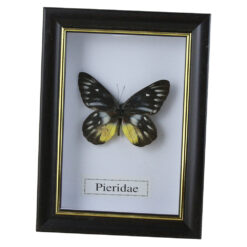 Tablou cu fluture natural 11.5x15.5 CM, modele variate