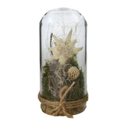 Decoratiune cu floare-de-colt sub cupola de sticla 5 x 10 cm