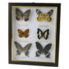 Tablou cu 6 fluturi naturali 23 x 28 cm, modele variate