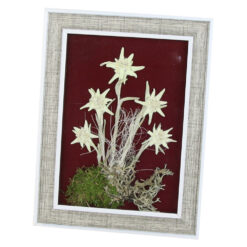 Tablou decorativ Floare de colt 15x24 CM - imagine 3