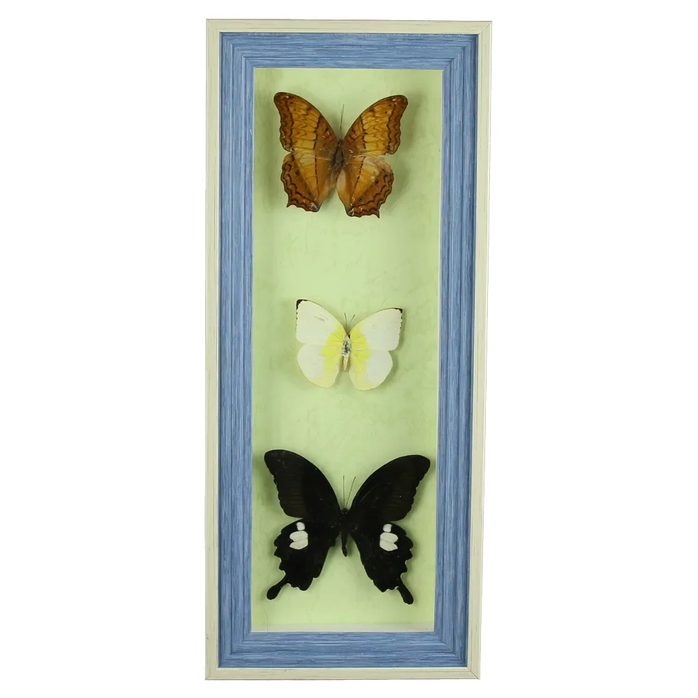 Tablou cu 3 fluturi naturali 16x38 CM, modele variate - imagine 2