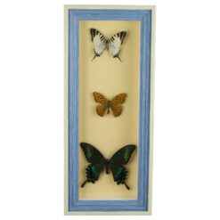 Tablou cu 3 fluturi naturali 16x38 CM, modele variate - imagine 3