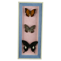 Tablou cu 3 fluturi naturali 16x38 CM, modele variate - imagine 4