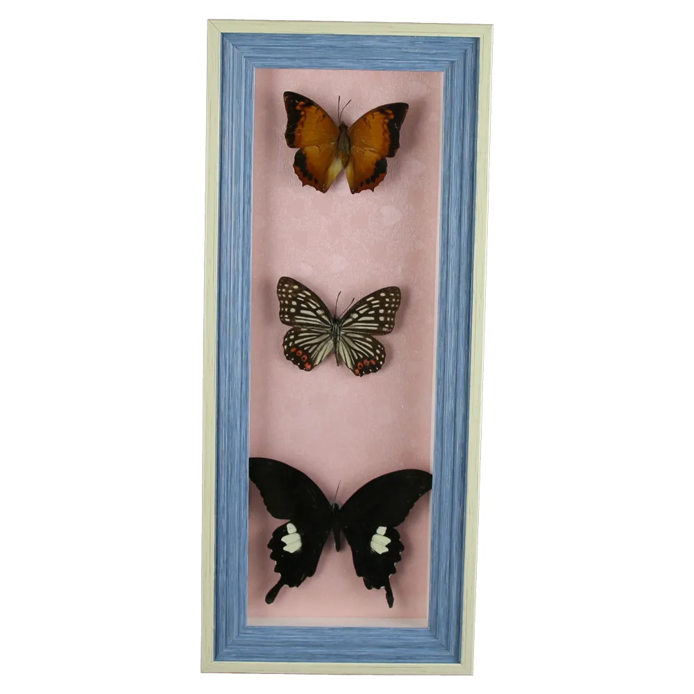 Tablou cu 3 fluturi naturali 16x38 CM, modele variate - imagine 4