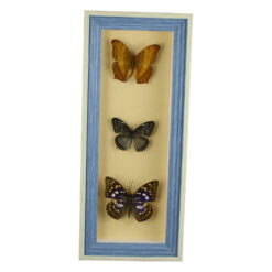 Tablou cu 3 fluturi naturali 16x38 CM, modele variate - imagine 5