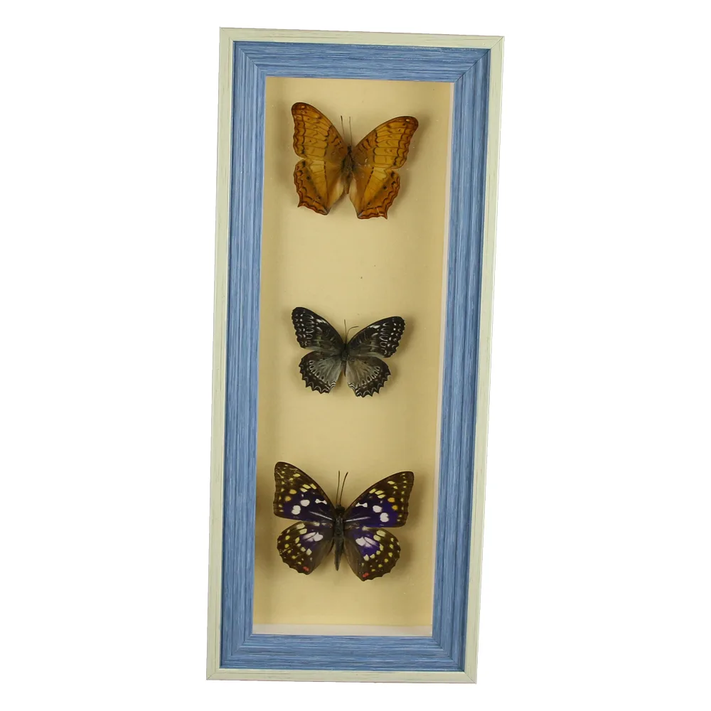 Tablou cu 3 fluturi naturali 16x38 CM, modele variate - imagine 5