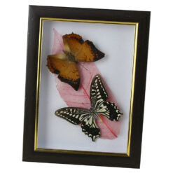 Tablou cu 2 fluturi naturali cu frunza colorata 16x21 CM, modele variate - imagine 5