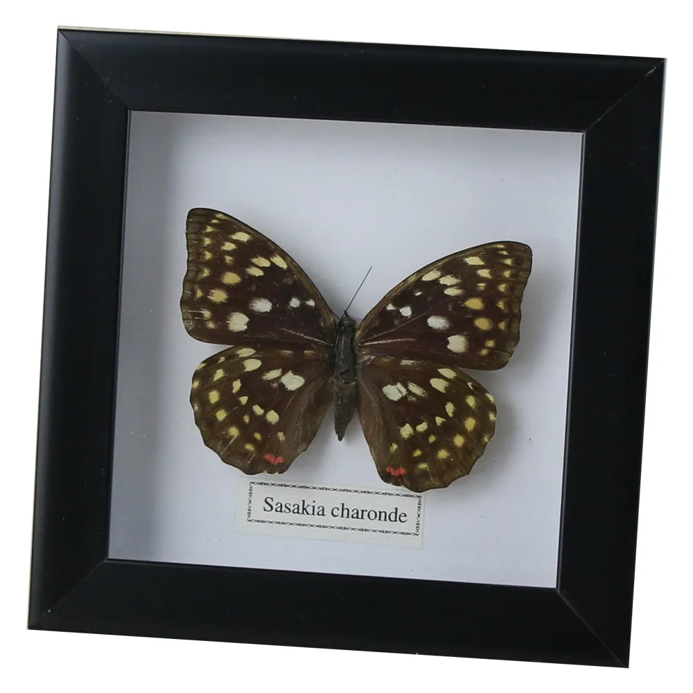 Tablou cu fluture natural 16x16 CM, modele variate