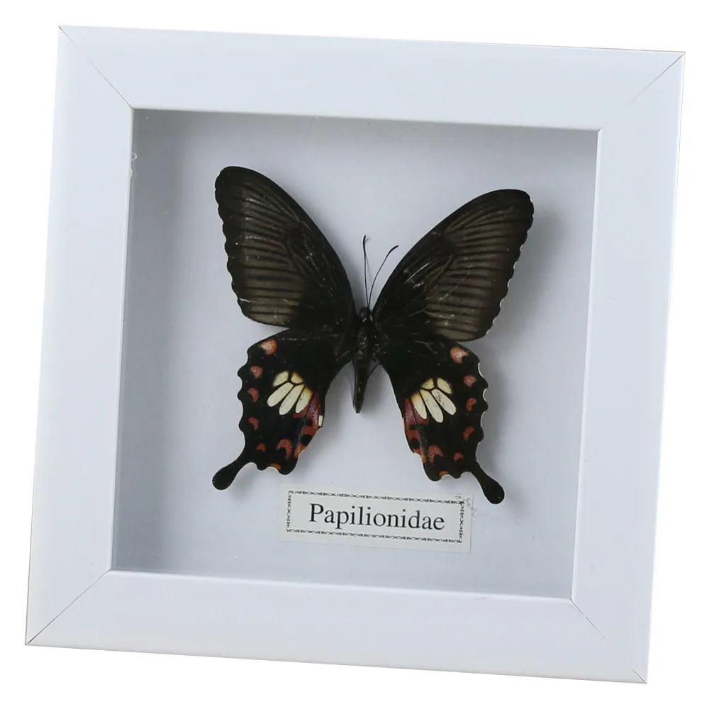 Tablou cu fluture natural 16x16 CM, modele variate - imagine 2