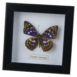 Tablou cu fluture natural 16x16 CM, modele variate - imagine 3