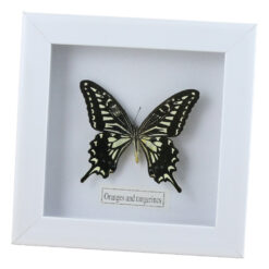 Tablou cu fluture natural 16x16 CM, modele variate - imagine 4