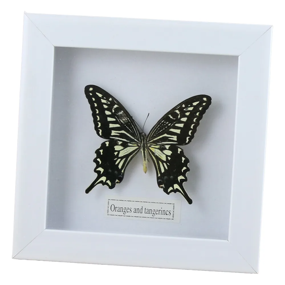 Tablou cu fluture natural 16x16 CM, modele variate - imagine 4