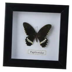 Tablou cu fluture natural 16x16 CM, modele variate - imagine 5