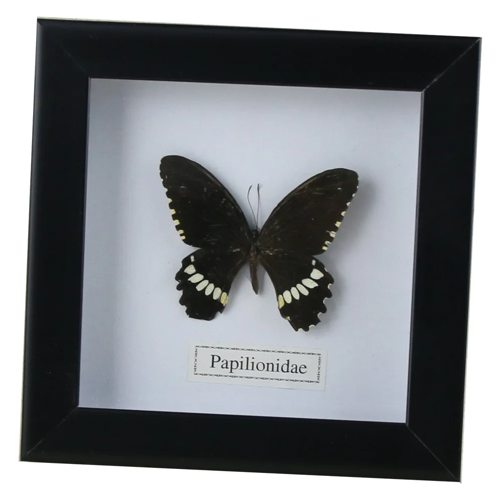 Tablou cu fluture natural 16x16 CM, modele variate - imagine 5