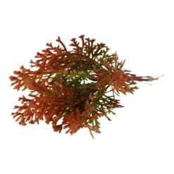 Pick decorativ de toamna 15 cm