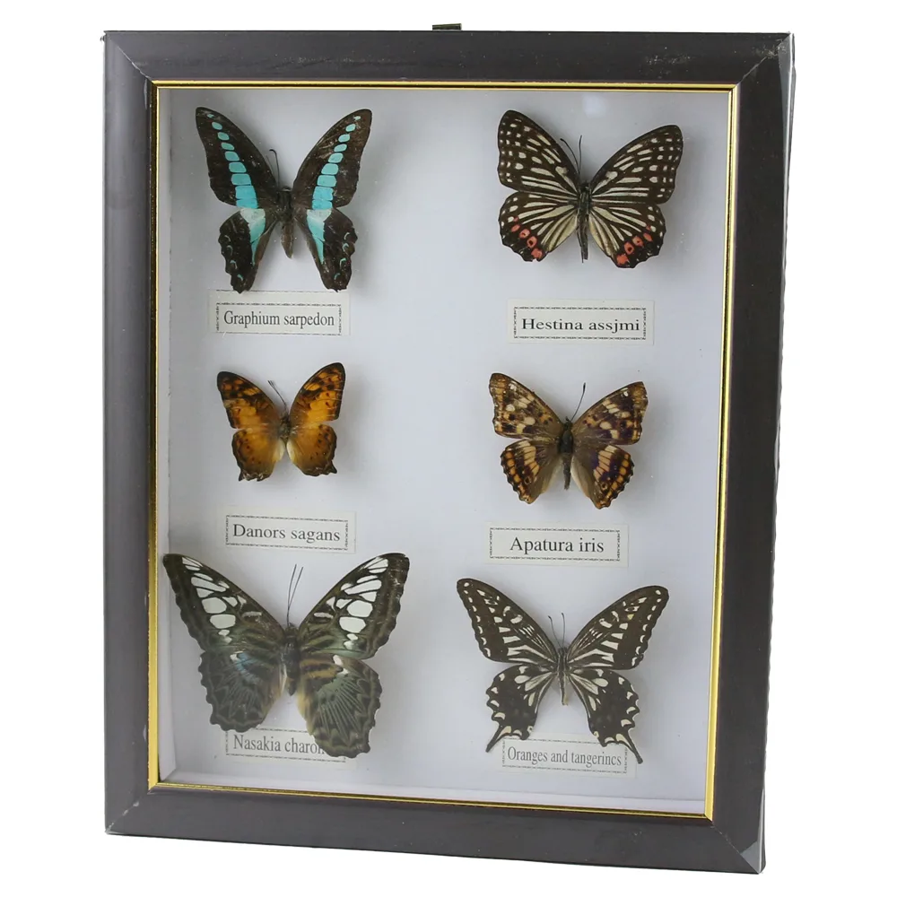Tablou cu 6 fluturi naturali 23 x 28 cm, modele variate - imagine 2