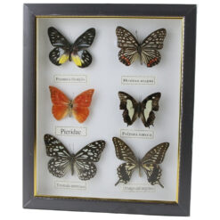 Tablou cu 6 fluturi naturali 23 x 28 cm, modele variate - imagine 3