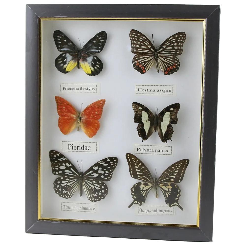 Tablou cu 6 fluturi naturali 23 x 28 cm, modele variate - imagine 3