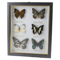 Tablou cu 6 fluturi naturali 23 x 28 cm, modele variate - imagine 4