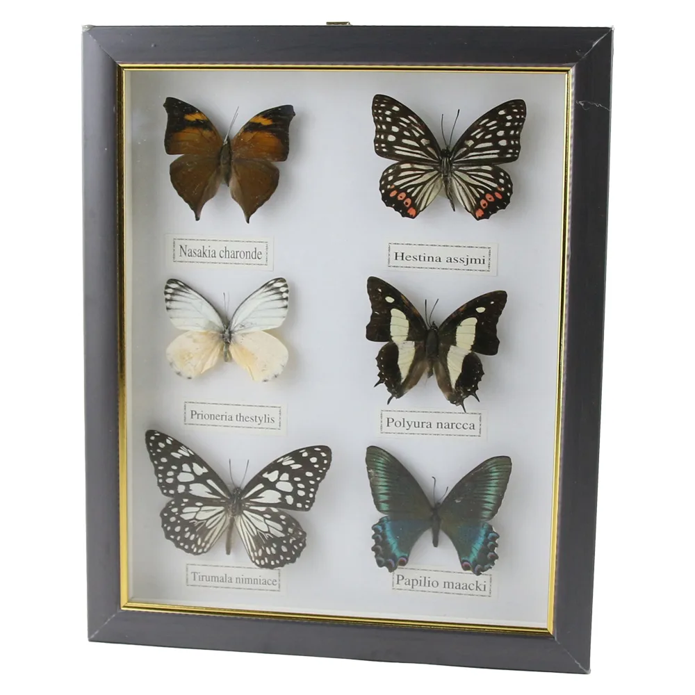 Tablou cu 6 fluturi naturali 23 x 28 cm, modele variate - imagine 4