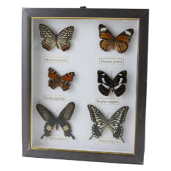 Tablou cu 6 fluturi naturali 23 x 28 cm, modele variate - imagine 5
