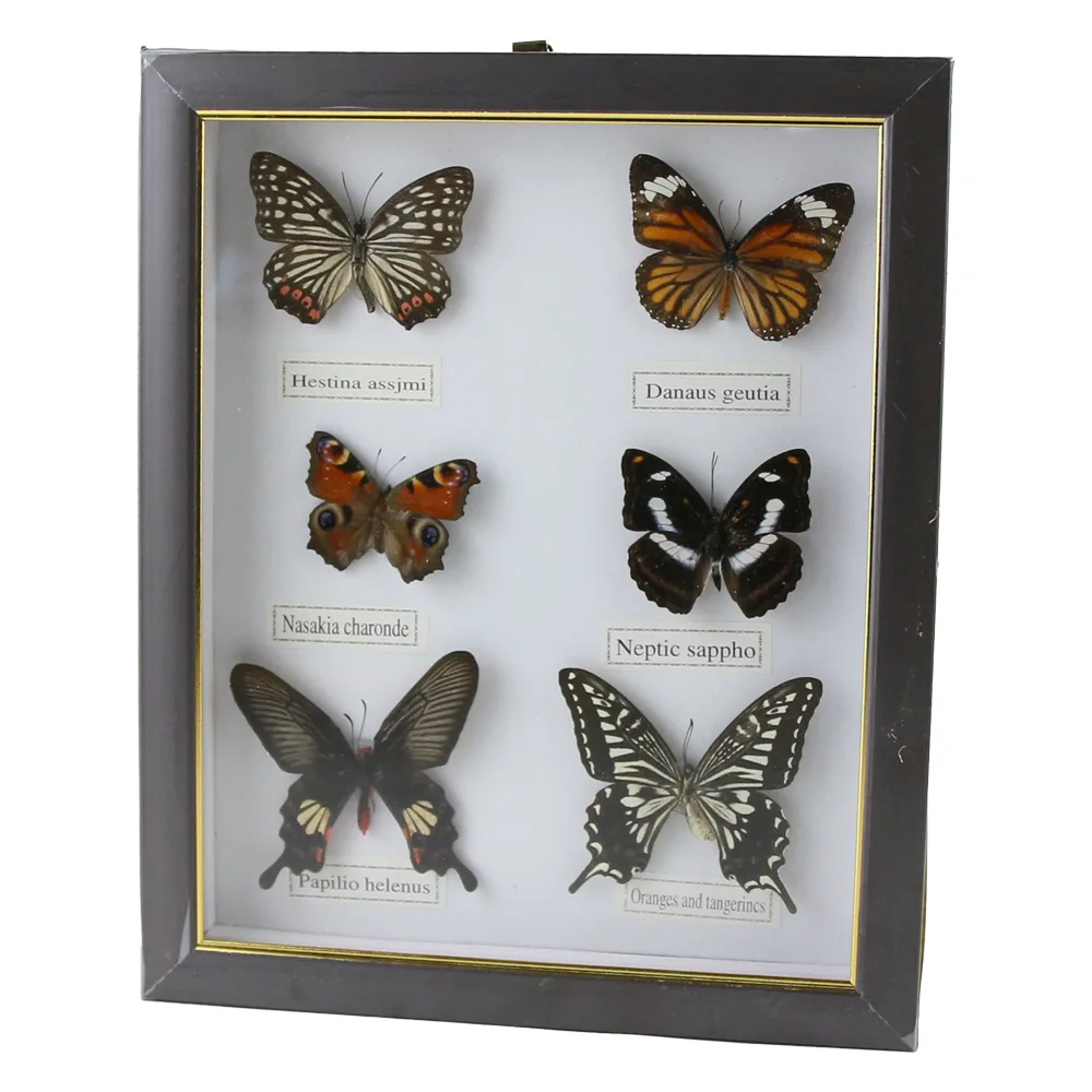 Tablou cu 6 fluturi naturali 23 x 28 cm, modele variate - imagine 5