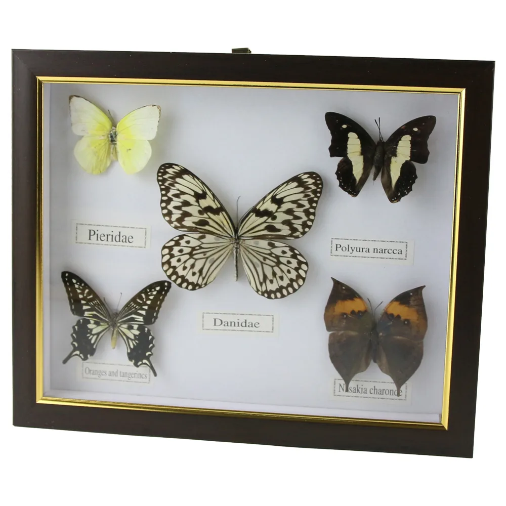 Tablou cu 5 fluturi naturali 28 x 23 cm, modele variate